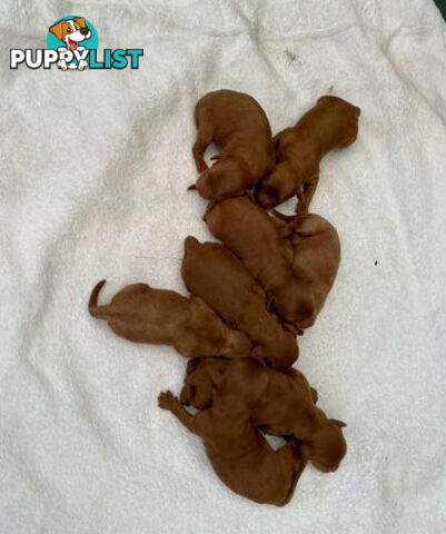 *Cavalier, Toy poodle and cavoodle stud dogs