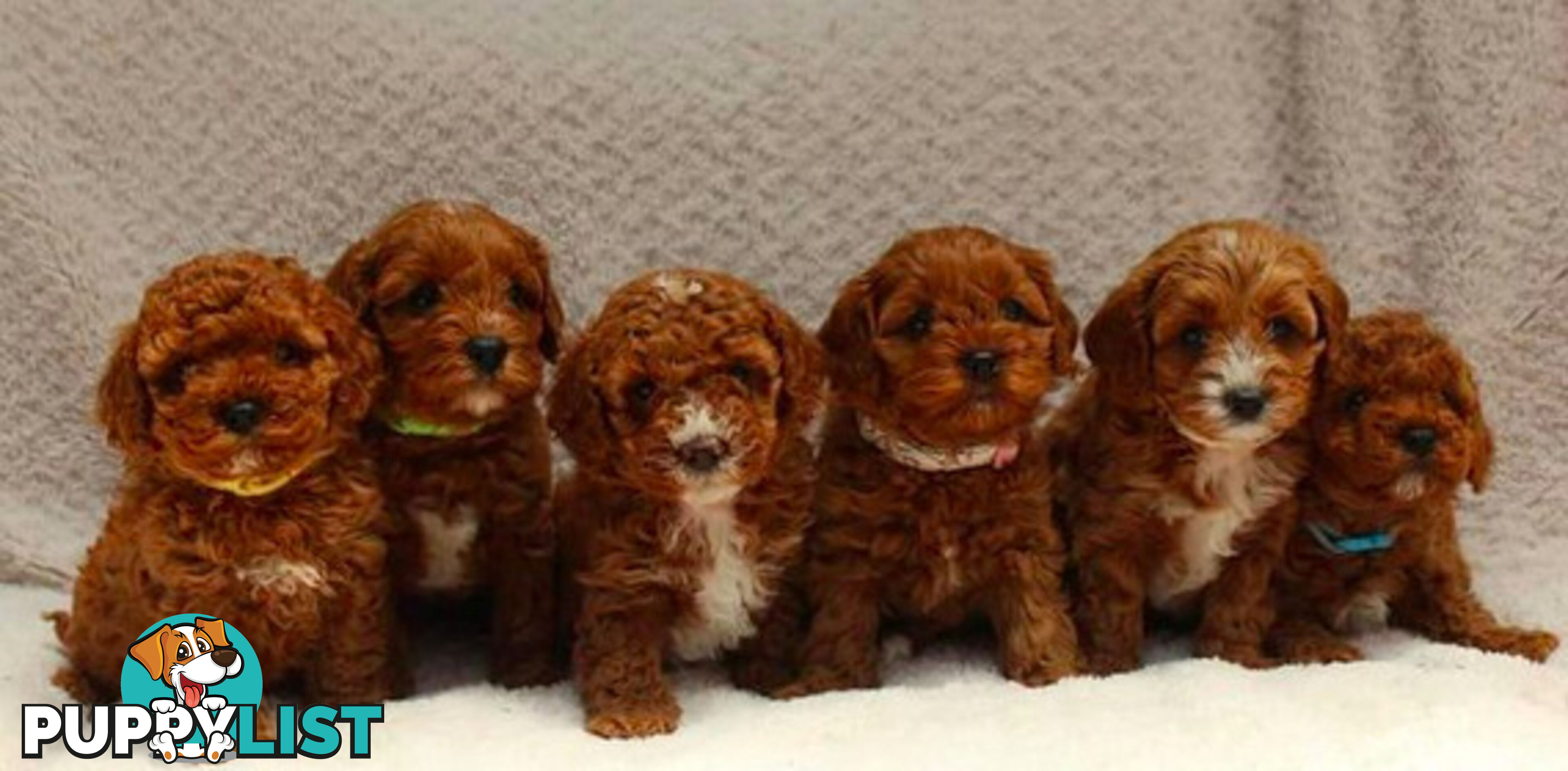 *Cavalier, Toy poodle and cavoodle stud dogs