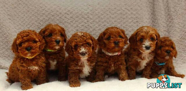 *Cavalier, Toy poodle and cavoodle stud dogs