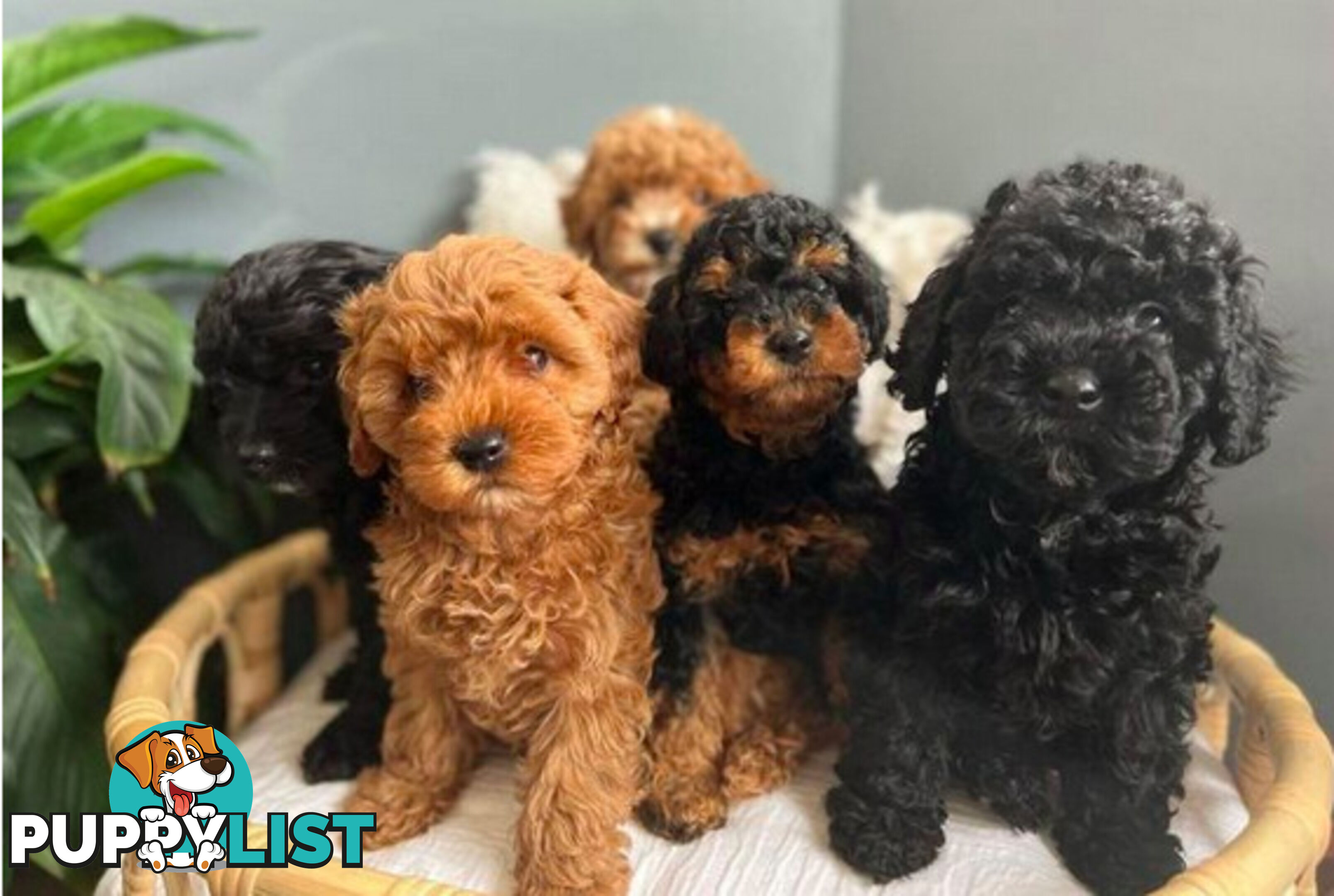 *Cavalier, Toy poodle and cavoodle stud dogs