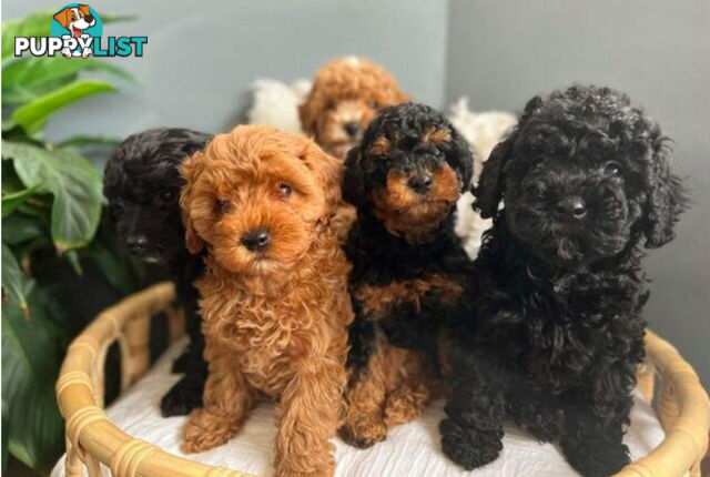 *Cavalier, Toy poodle and cavoodle stud dogs