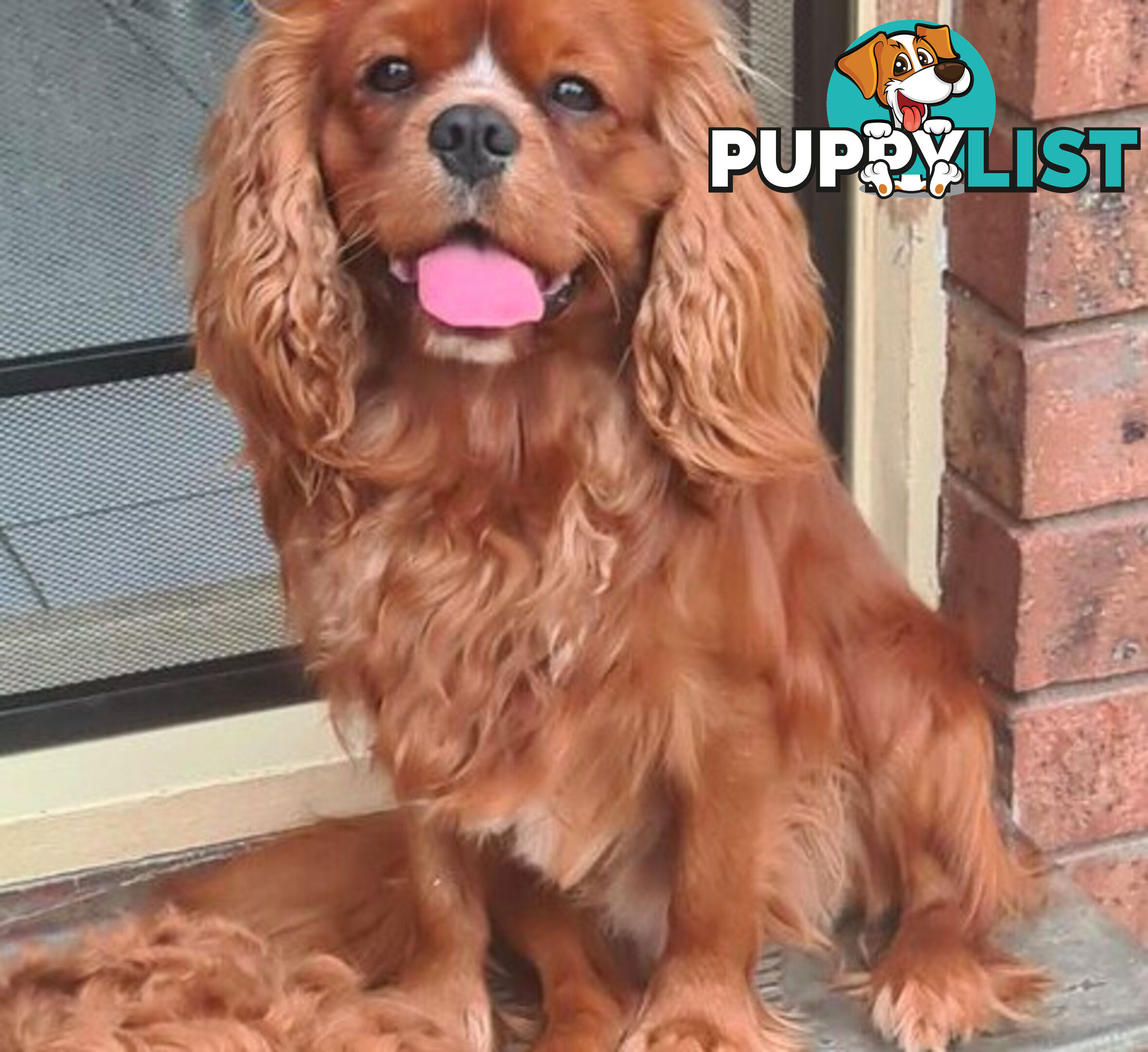 *Cavalier, Toy poodle and cavoodle stud dogs