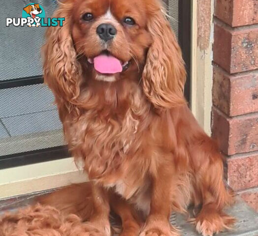 *Cavalier, Toy poodle and cavoodle stud dogs