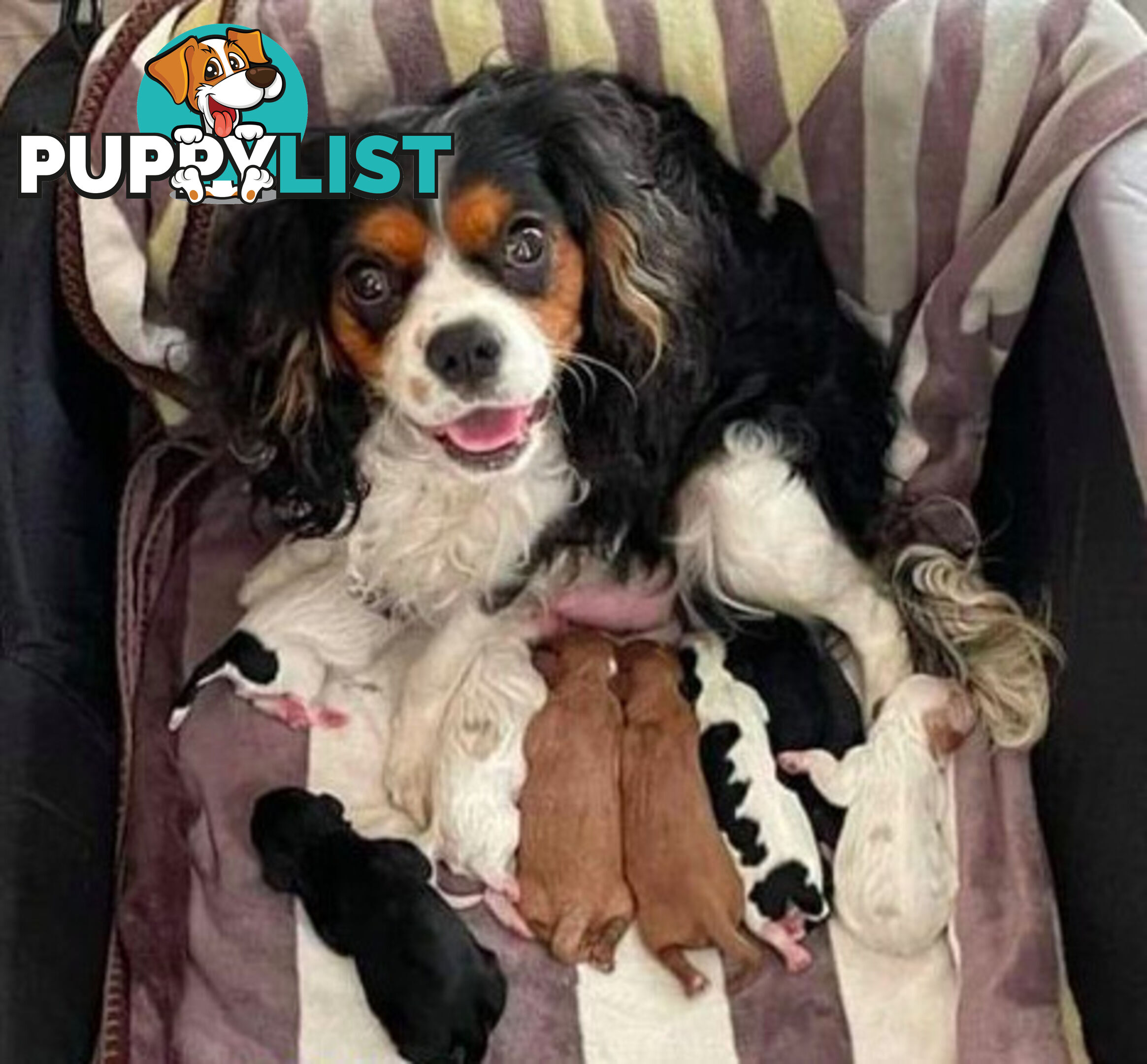 *Cavalier, Toy poodle and cavoodle stud dogs