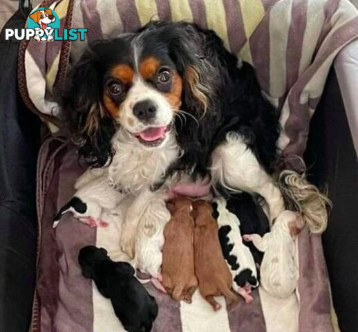 *Cavalier, Toy poodle and cavoodle stud dogs