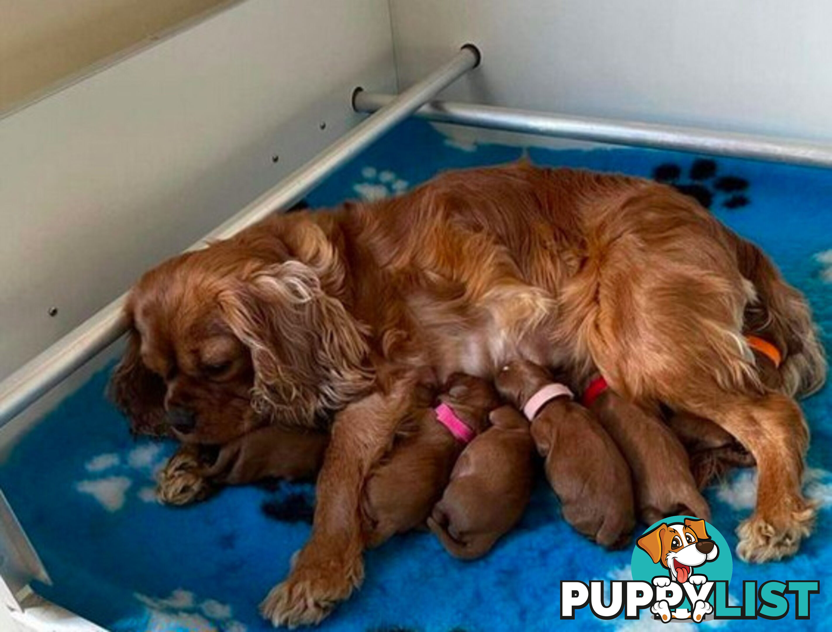 *Cavalier, Toy poodle and cavoodle stud dogs