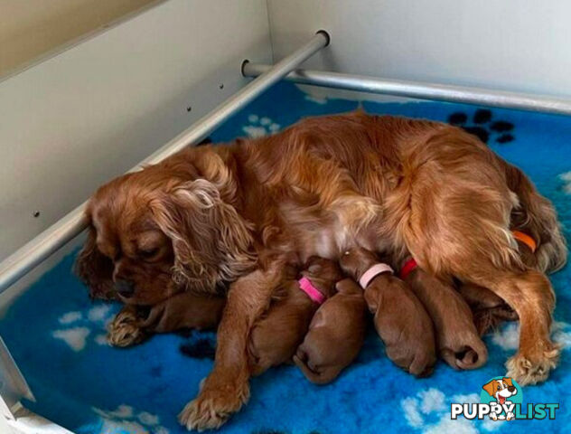 *Cavalier, Toy poodle and cavoodle stud dogs