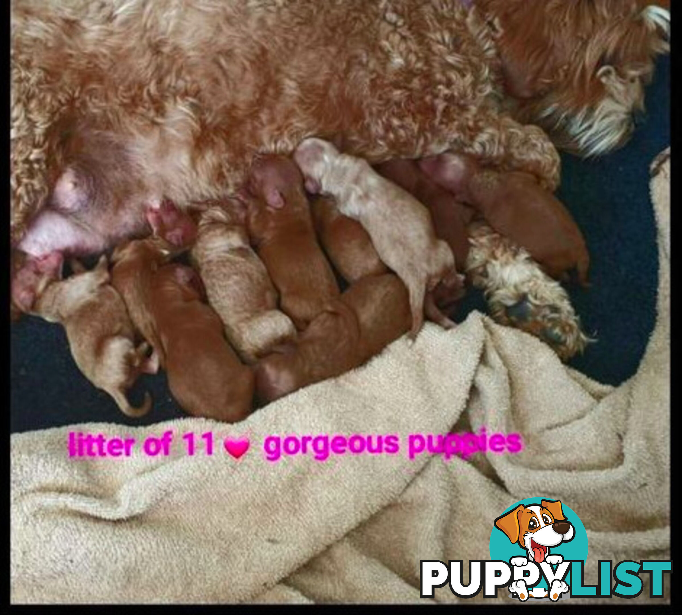 *Cavalier, Toy poodle and cavoodle stud dogs