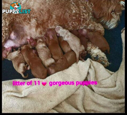 *Cavalier, Toy poodle and cavoodle stud dogs