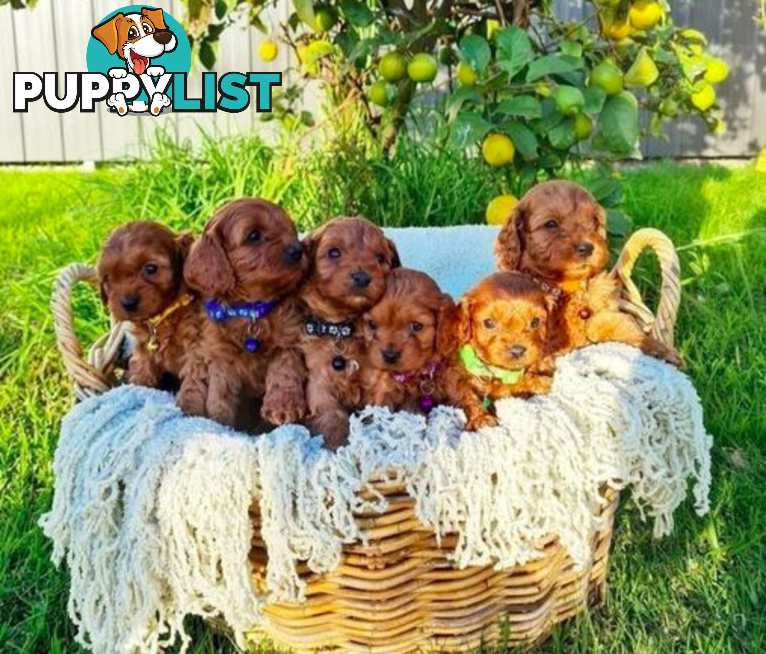 *Cavalier, Toy poodle and cavoodle stud dogs