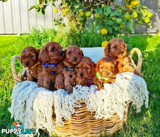 *Cavalier, Toy poodle and cavoodle stud dogs