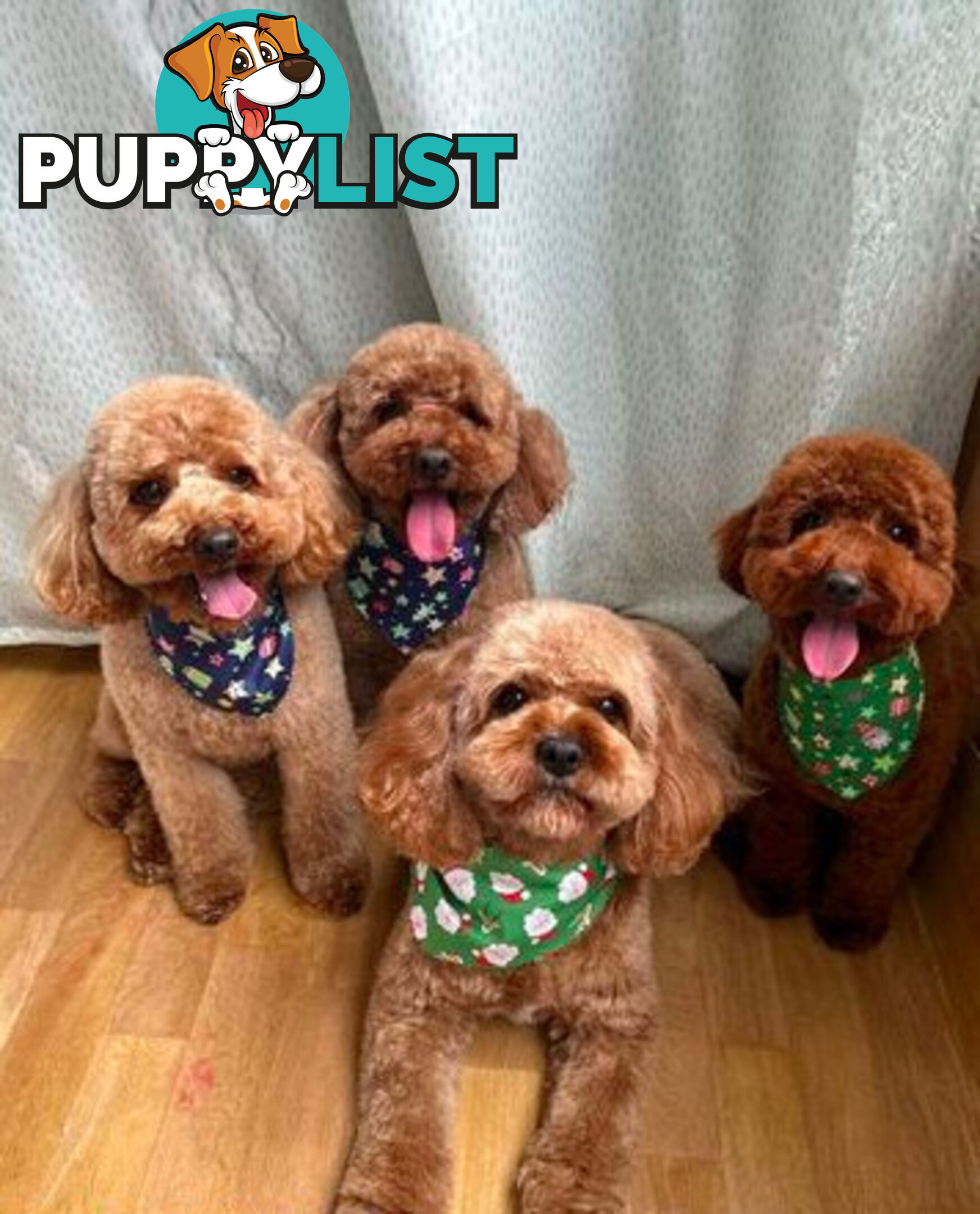 *Cavalier, Toy poodle and cavoodle stud dogs