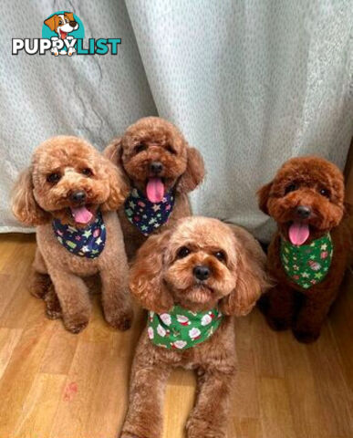 *Cavalier, Toy poodle and cavoodle stud dogs
