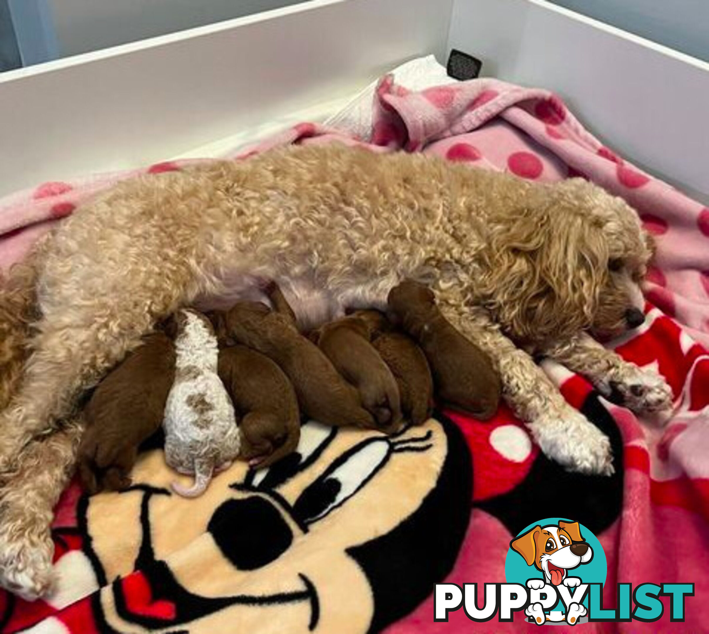 *Cavalier, Toy poodle and cavoodle stud dogs