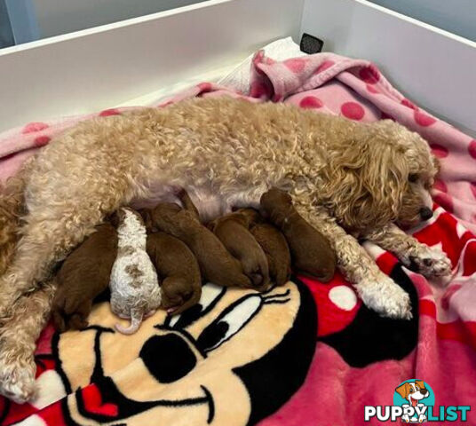 *Cavalier, Toy poodle and cavoodle stud dogs