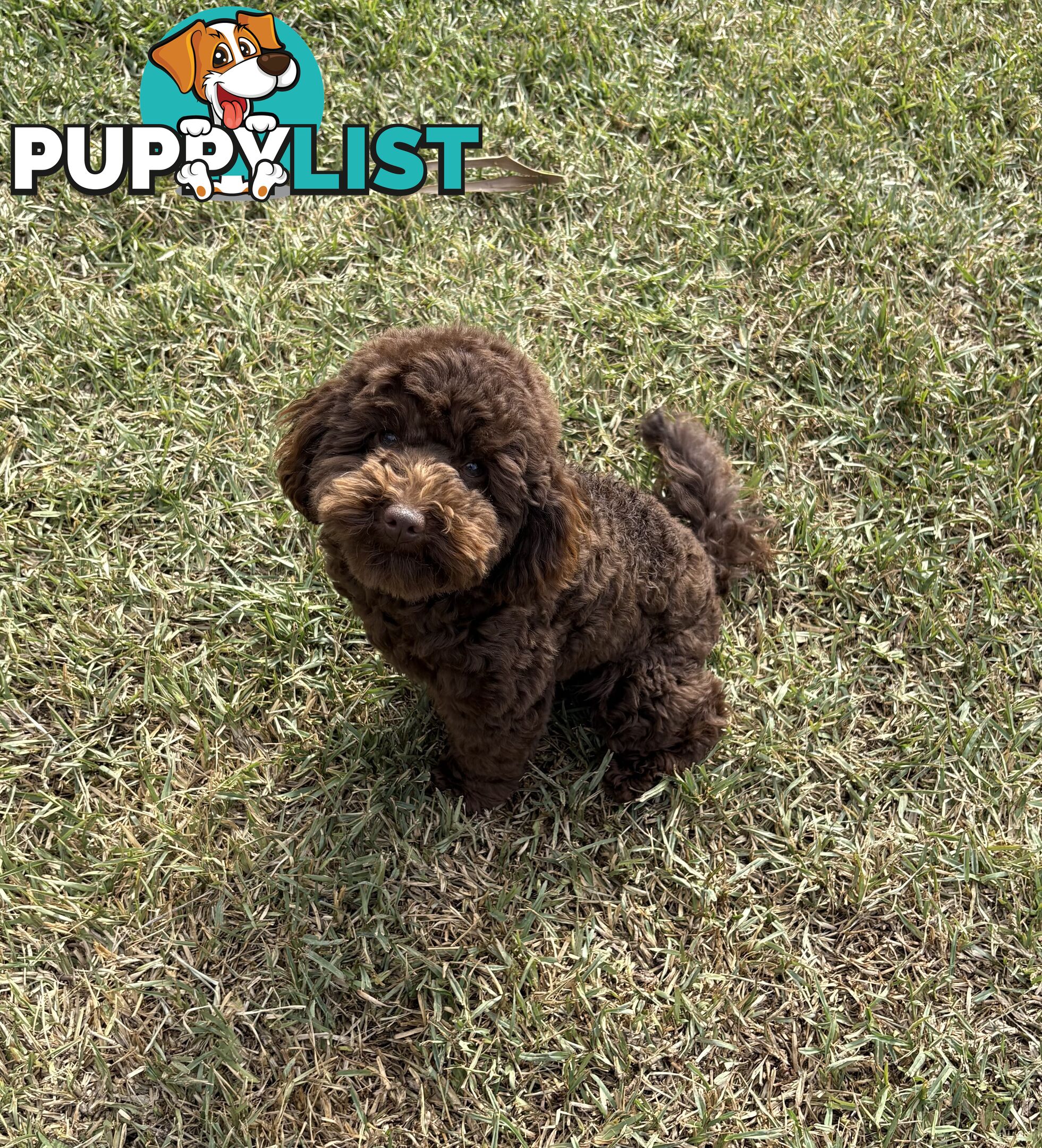 *Cavalier, Toy poodle and cavoodle stud dogs