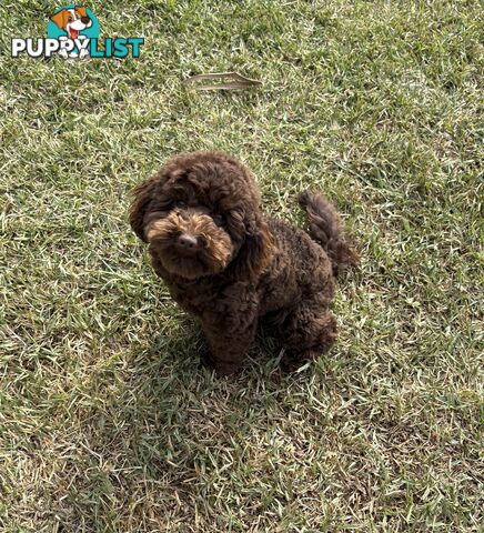 *Cavalier, Toy poodle and cavoodle stud dogs
