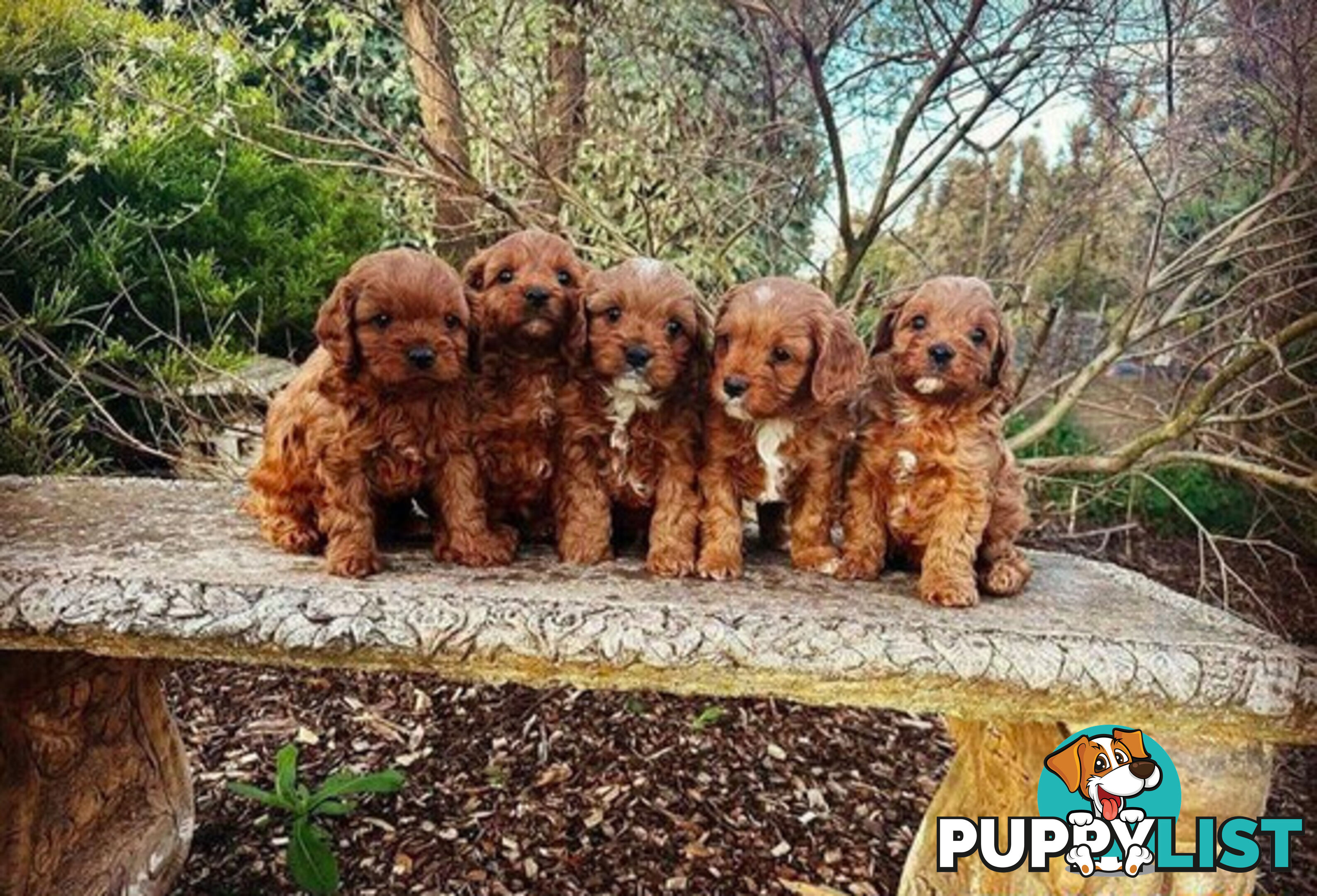 *Cavalier, Toy poodle and cavoodle stud dogs