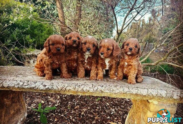 *Cavalier, Toy poodle and cavoodle stud dogs