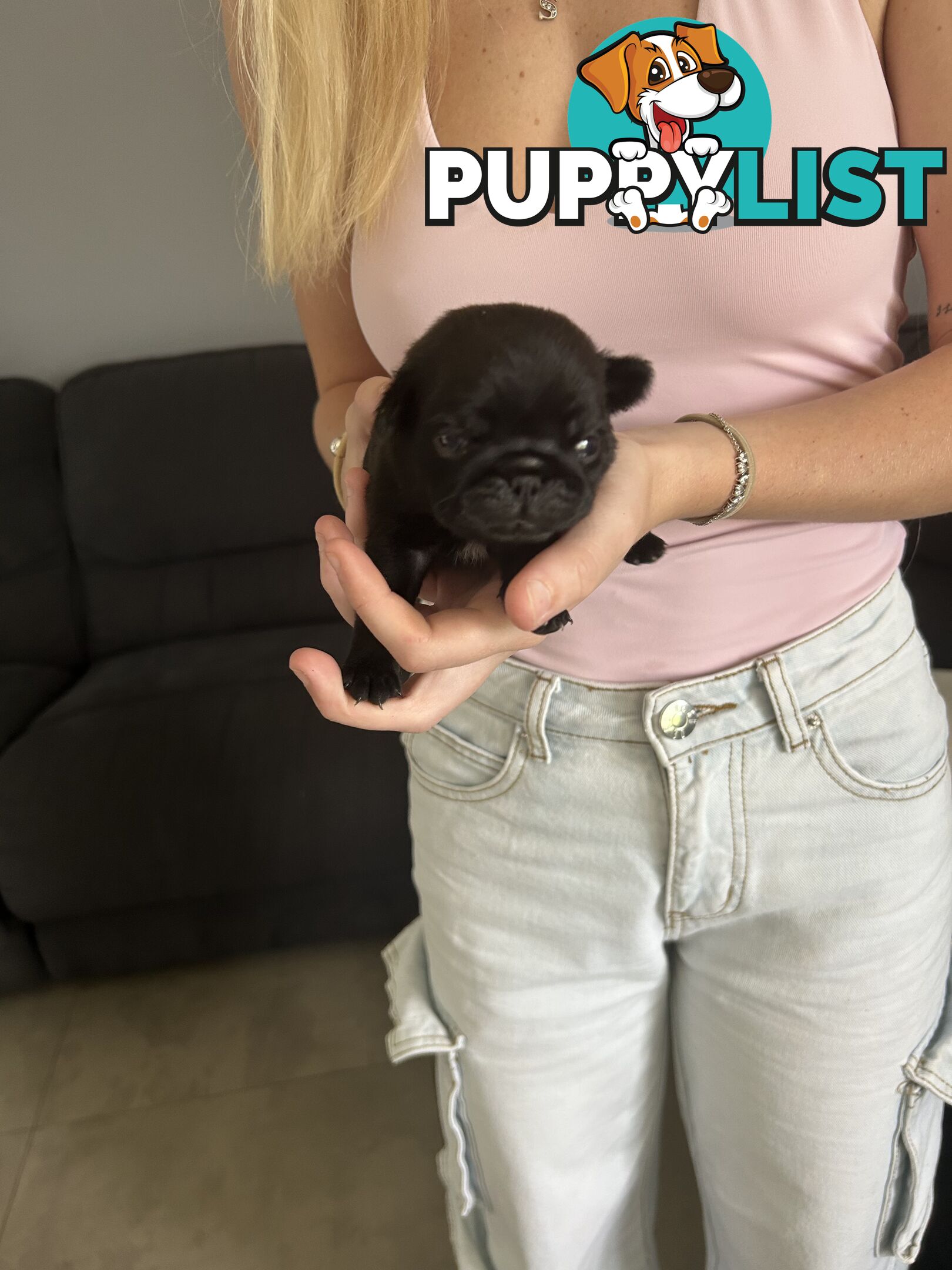 Purebred Pug Puppies