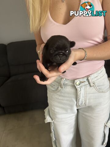 Purebred Pug Puppies