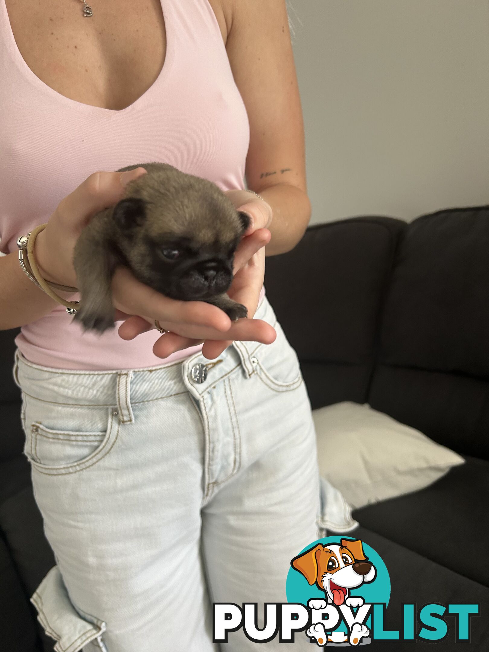 Purebred Pug Puppies