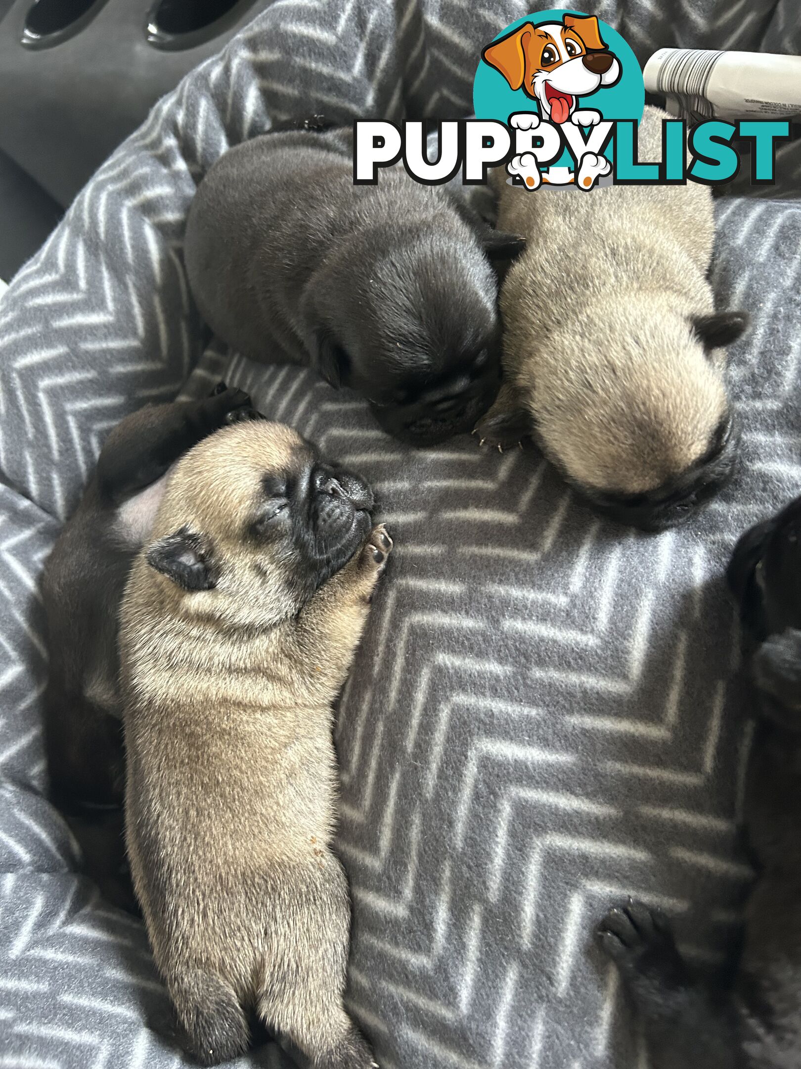 Purebred Pug Puppies