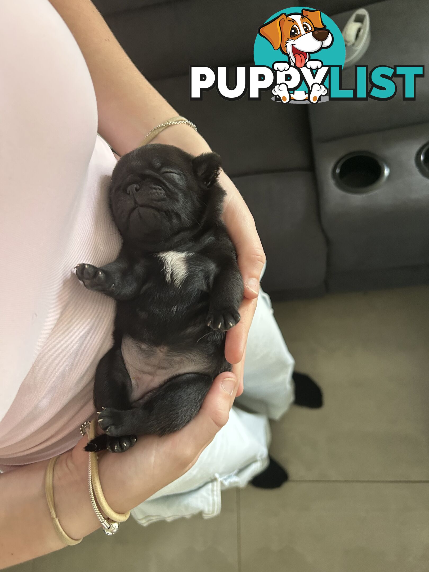 Purebred Pug Puppies