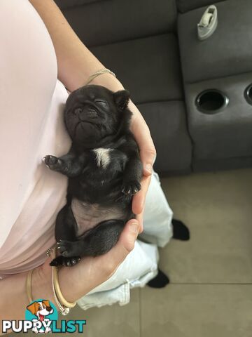 Purebred Pug Puppies