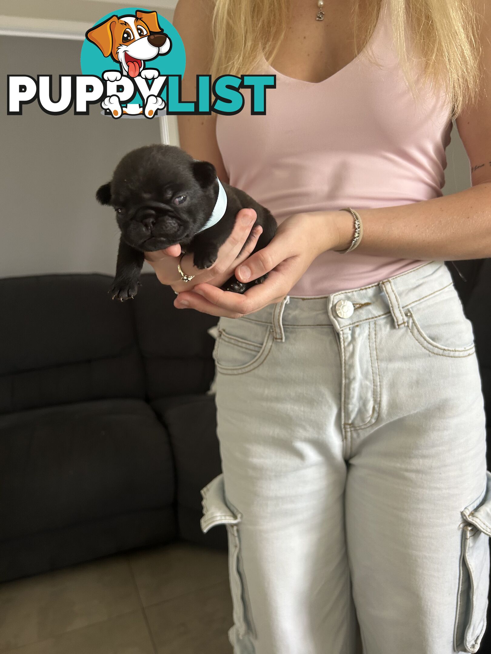 Purebred Pug Puppies