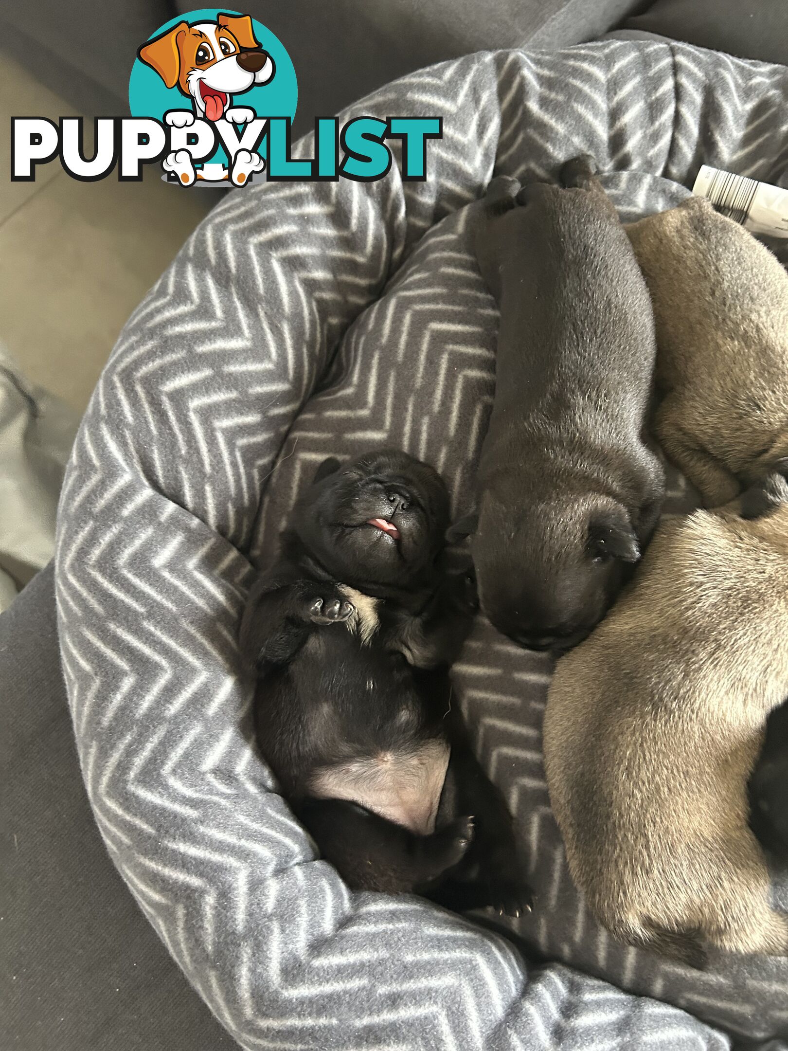 Purebred Pug Puppies