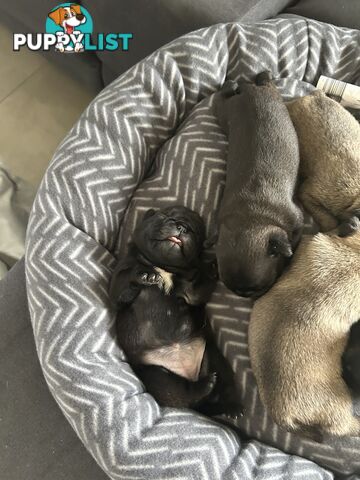 Purebred Pug Puppies