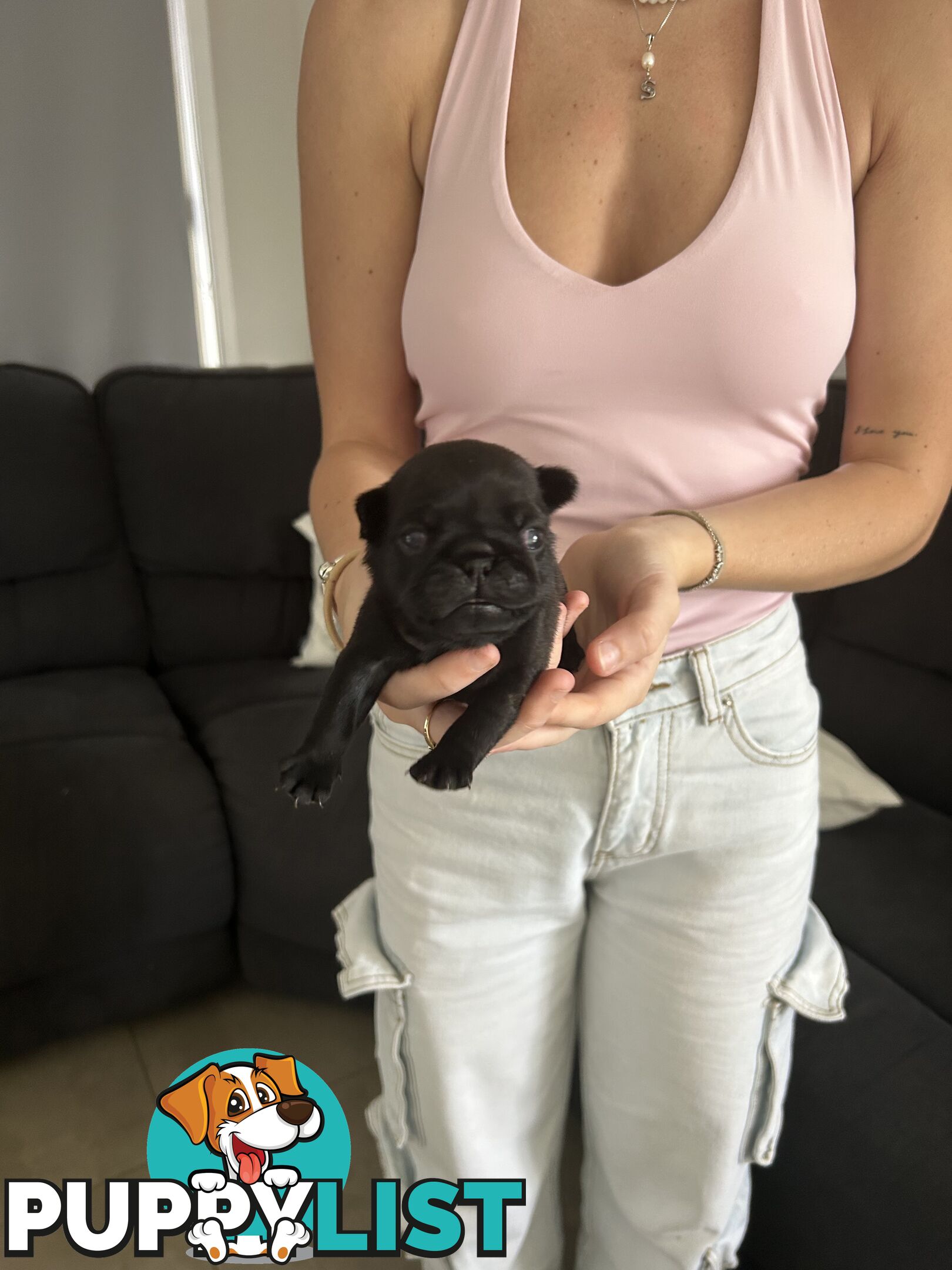 Purebred Pug Puppies