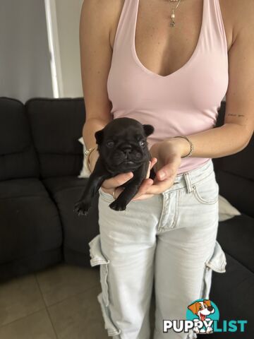 Purebred Pug Puppies