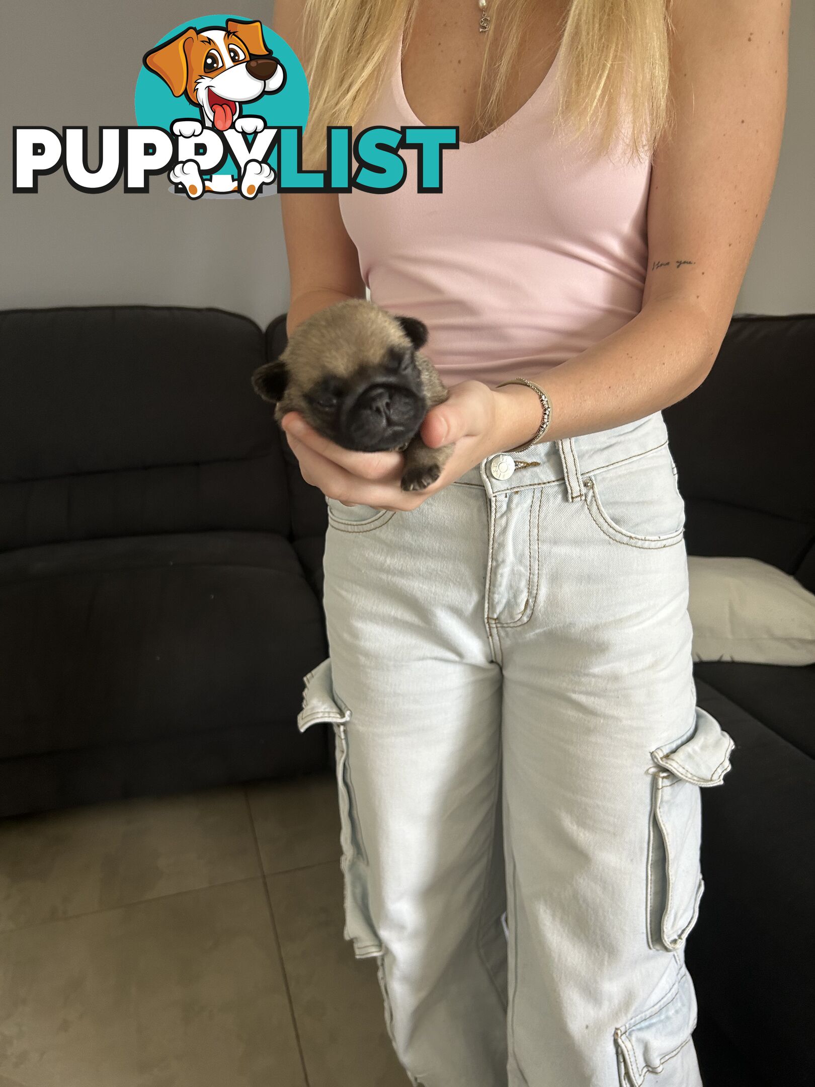 Purebred Pug Puppies