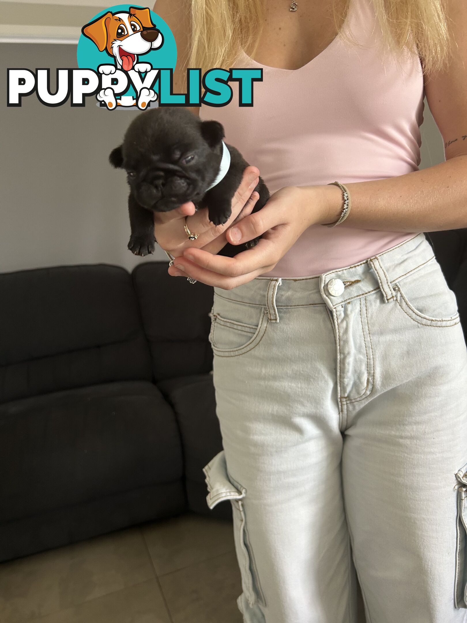 Purebred Pug Puppies