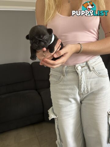 Purebred Pug Puppies