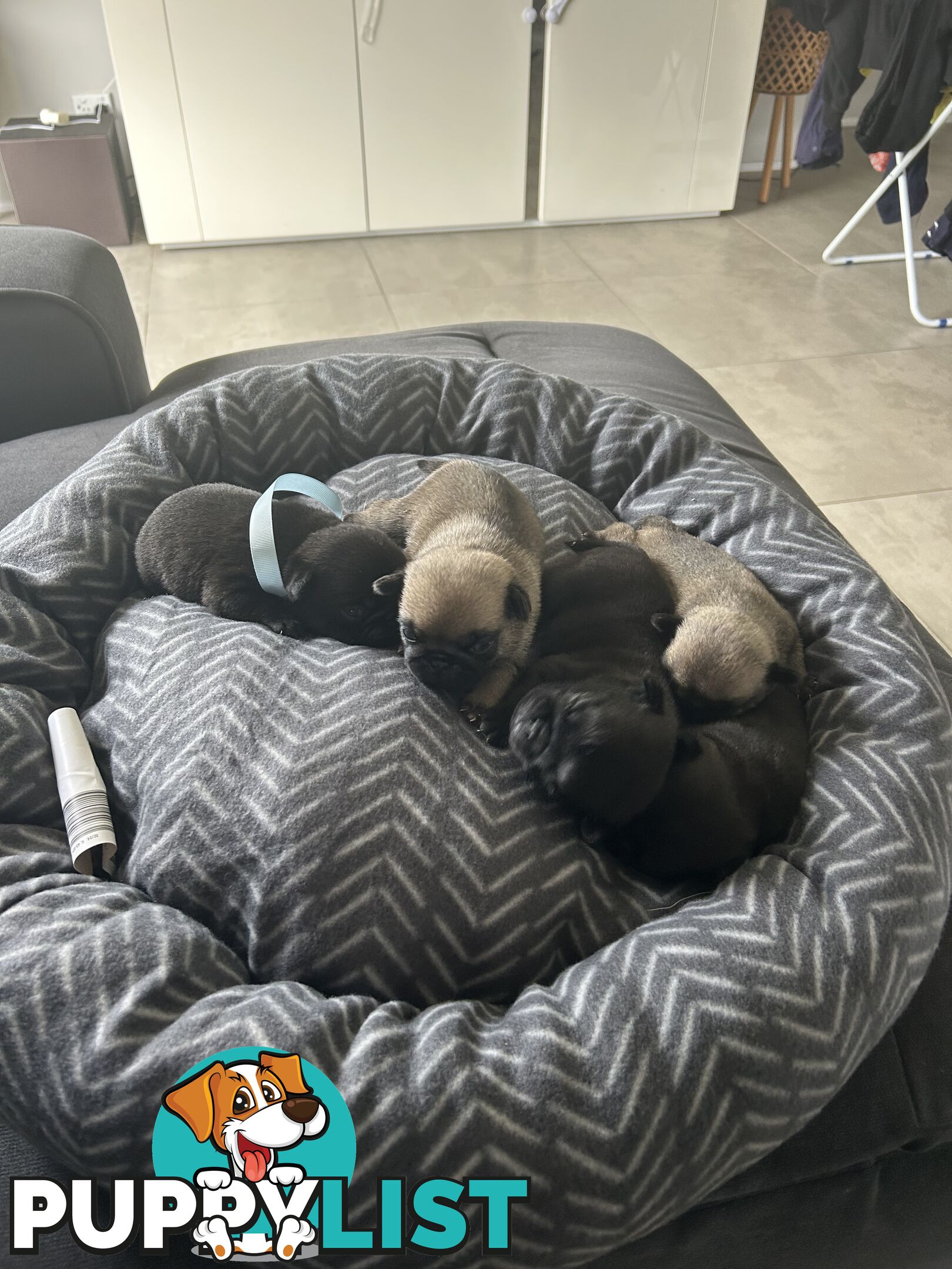 Purebred Pug Puppies