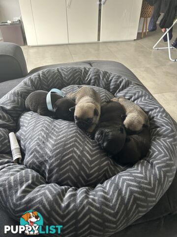 Purebred Pug Puppies