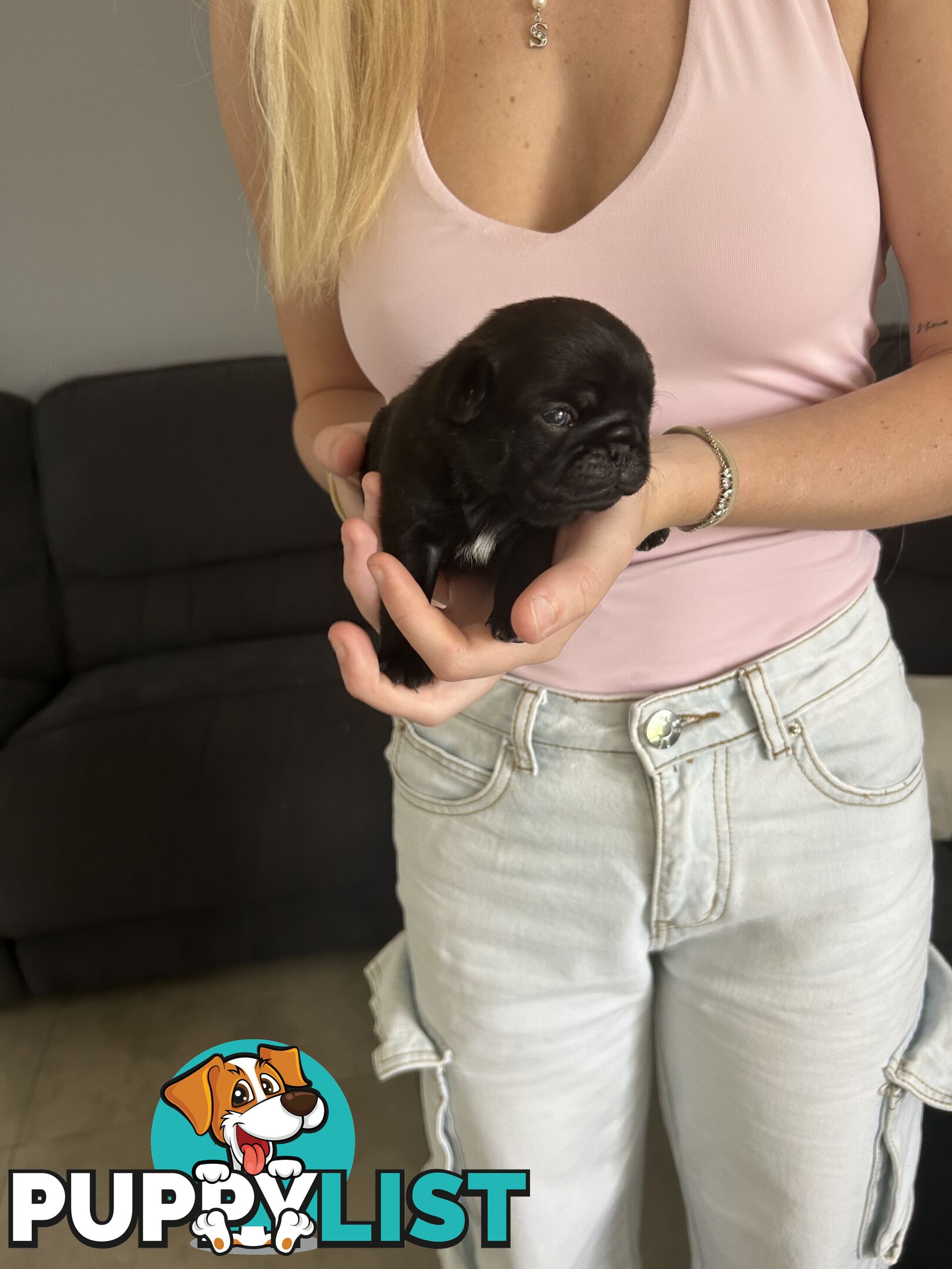 Purebred Pug Puppies