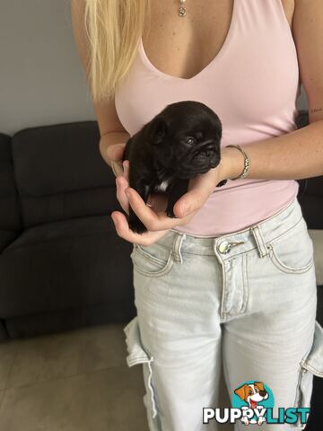 Purebred Pug Puppies