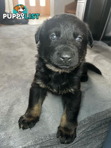 German Shepherd Puppies