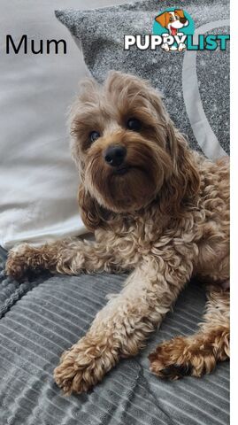 Toy Cavoodle Puppies
