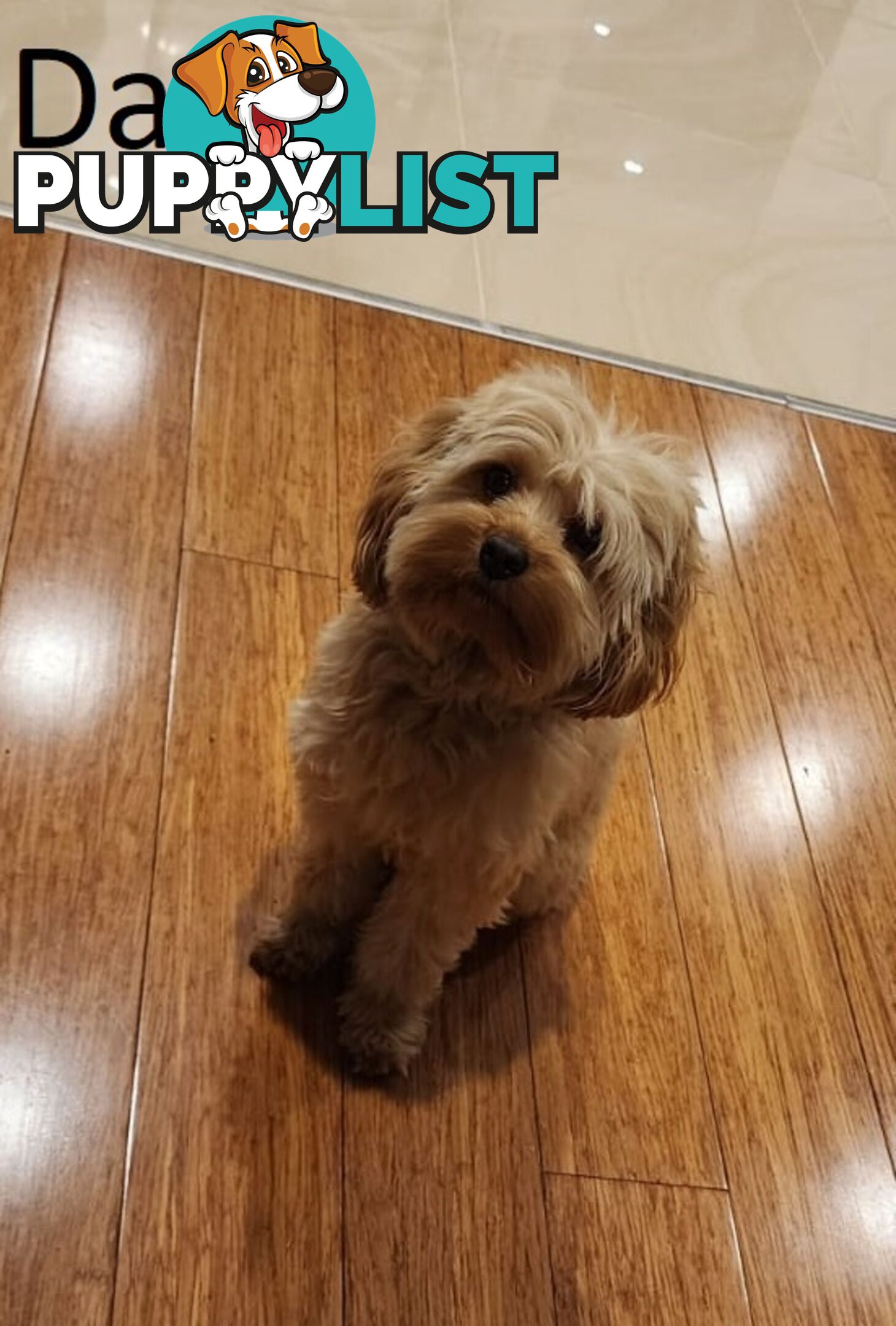 Toy Cavoodle Puppies