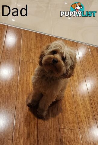 Toy Cavoodle Puppies