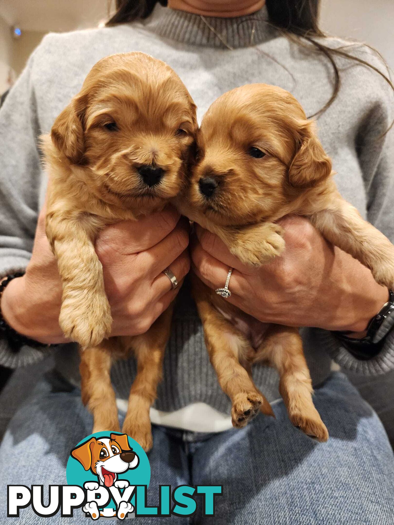 Toy Cavoodle Puppies
