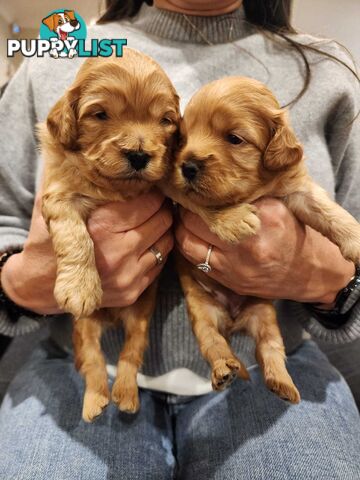 Toy Cavoodle Puppies
