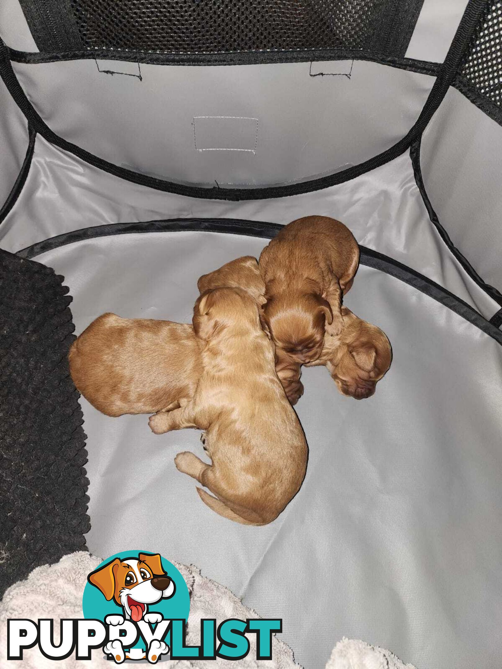 Toy Cavoodle Puppies