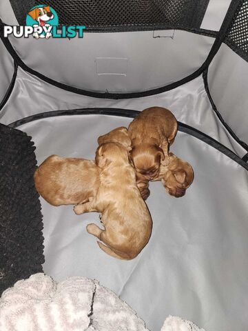 Toy Cavoodle Puppies