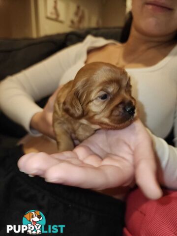 Toy Cavoodle Puppies